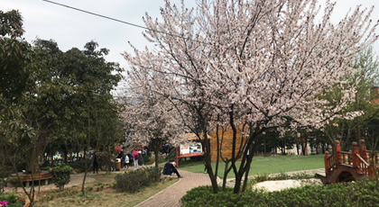 99草草国产熟女视频在线