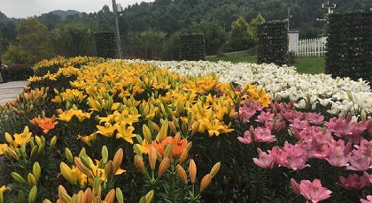 99草草国产熟女视频在线